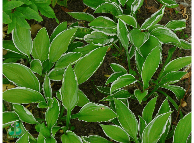 Hosta   'Paxton's Original'